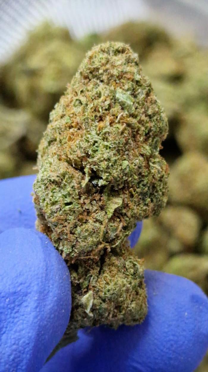 Lemonchello Small Nugs Banging Quality - Superb Price