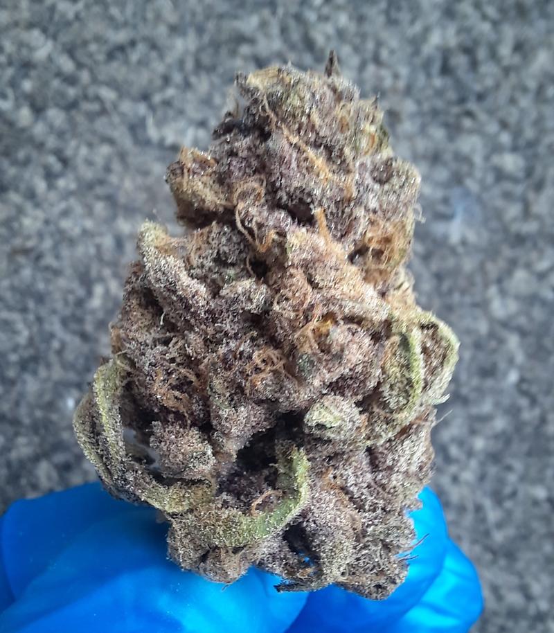 GOBSTOPPER - INDICA DOMINANT - FREE TRACKED 24