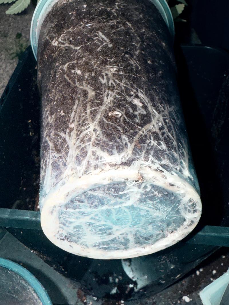 Mini Cannabis Plants. 🌱🍁 Rainbow Zangria