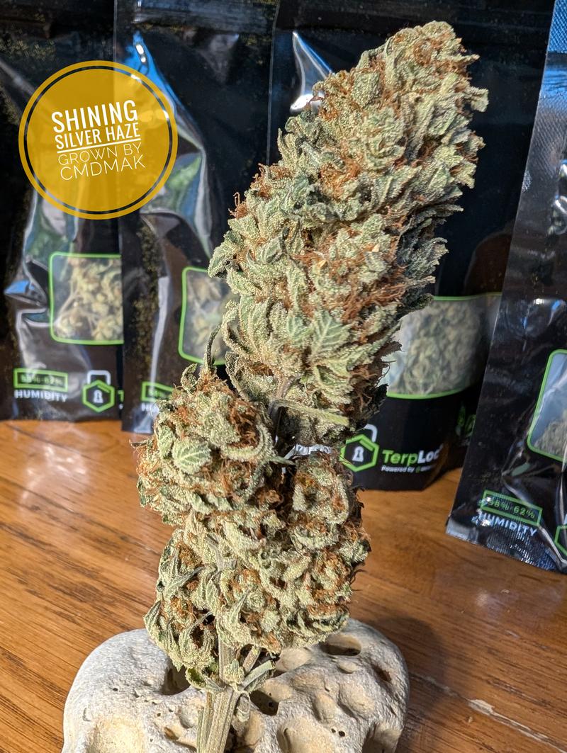 Shining silver haze Organic grow