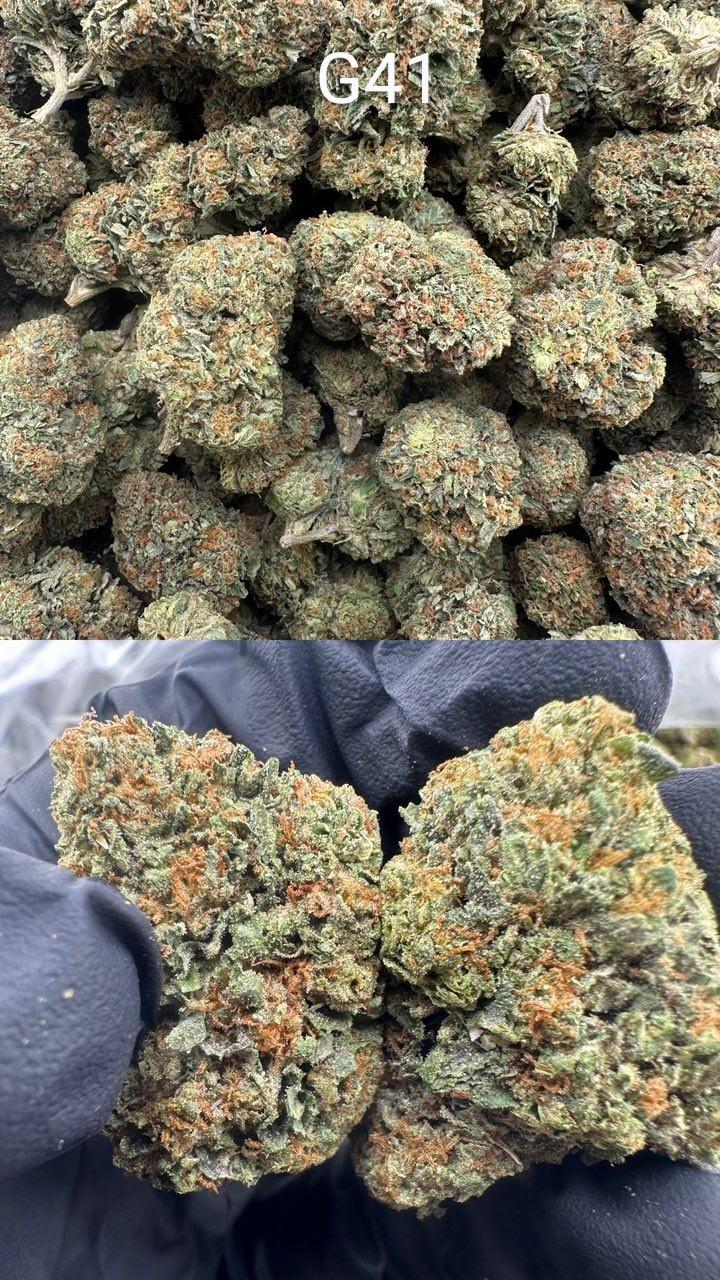 Cali Mids - Loose Import 🇺🇸