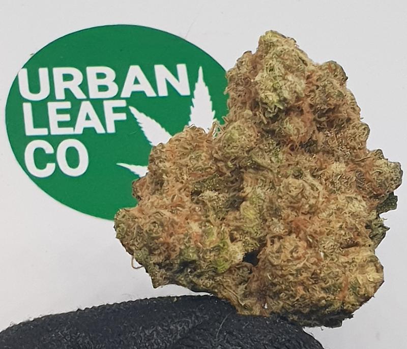 **SEQUOIA STRAWBERRY - (FREE RM 1ST CLASS DISPATCH)**