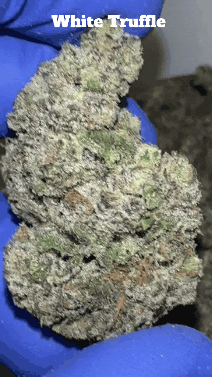 Top Shelf Exotics - Imported Loose Flower