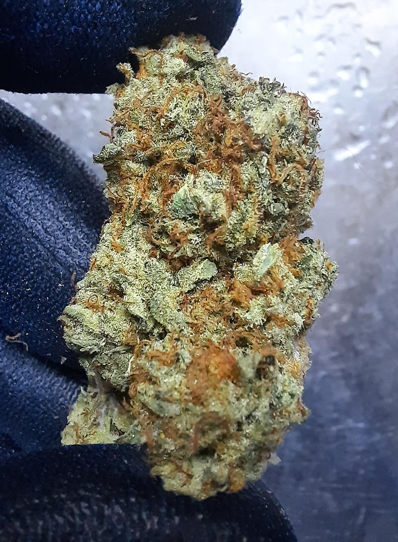 SHERBANGER 22 - 50/50 INDICA SATIVA - FREE TRACKED 24