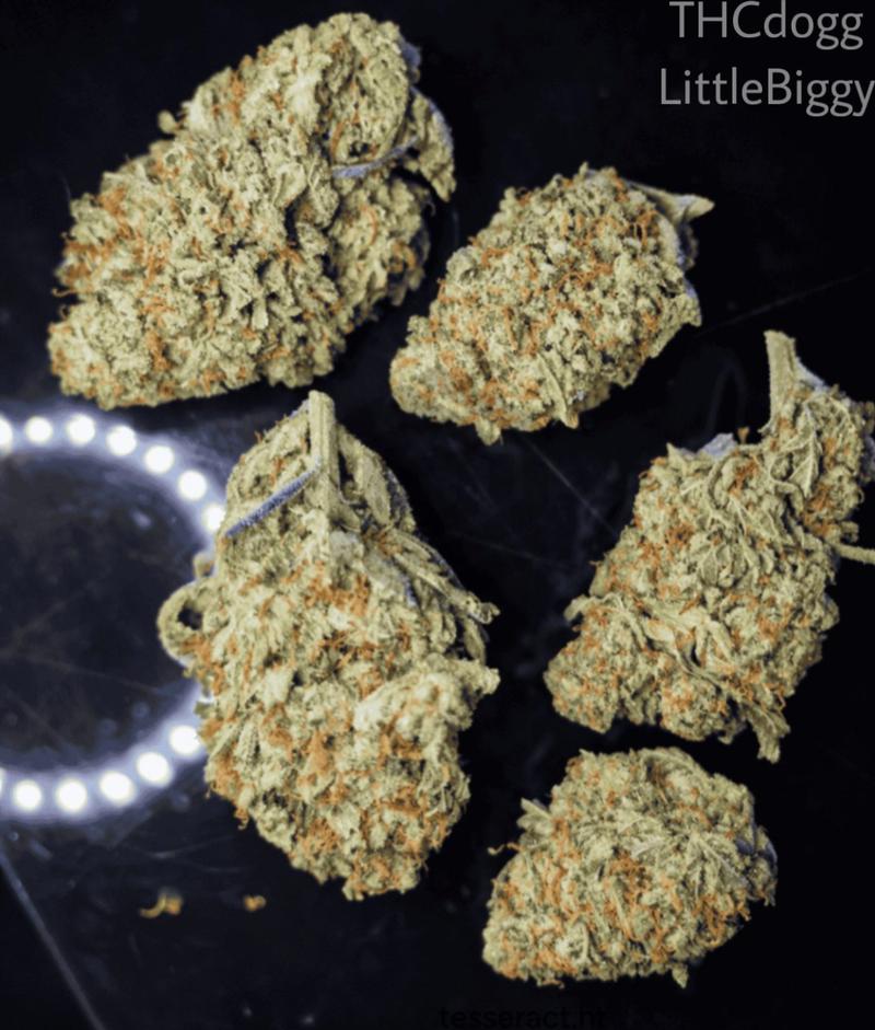 Purple Dawg 💜⛽️ - EXCLUSIVE