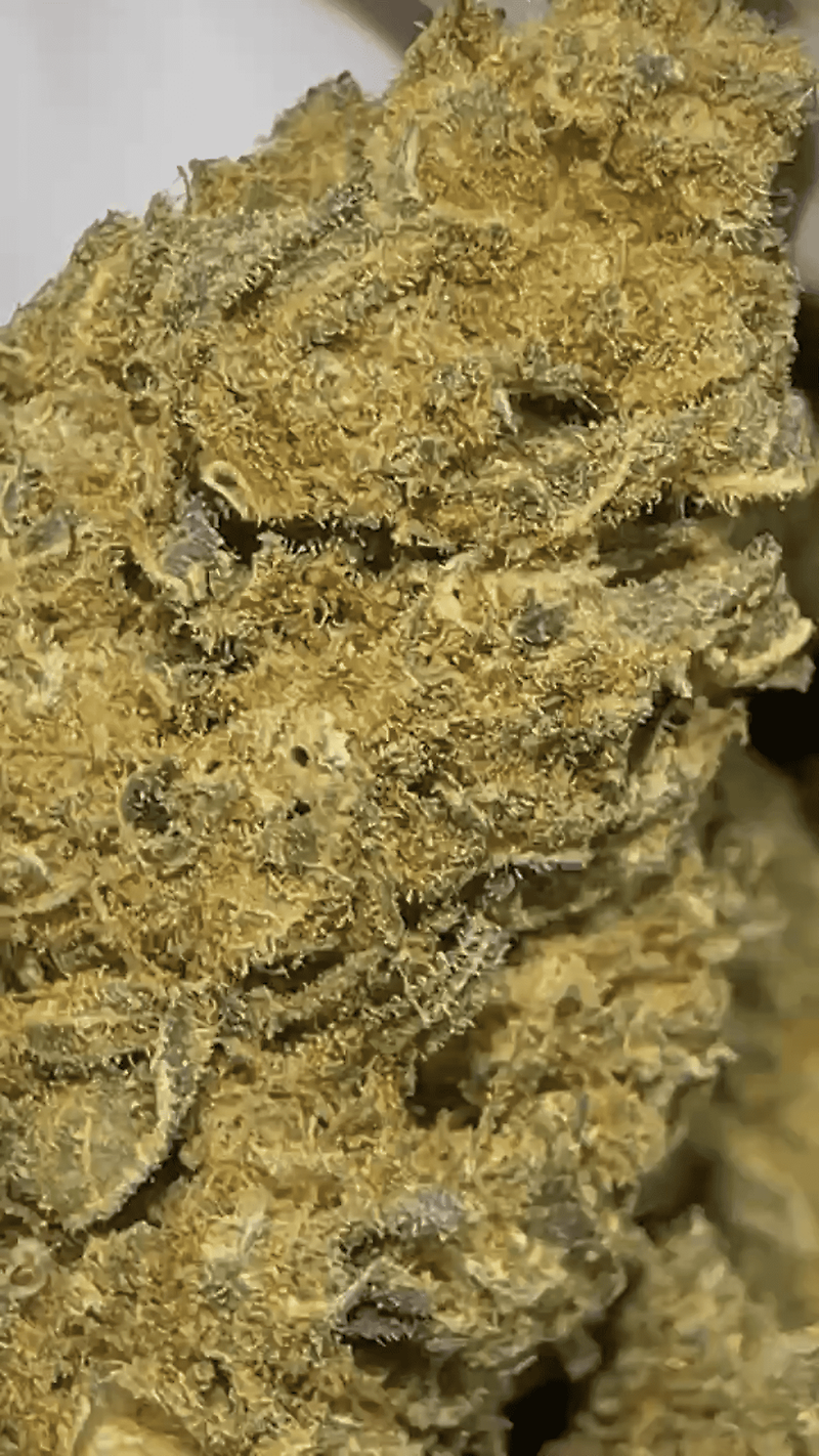 Best Cali Lows - Shipped From US