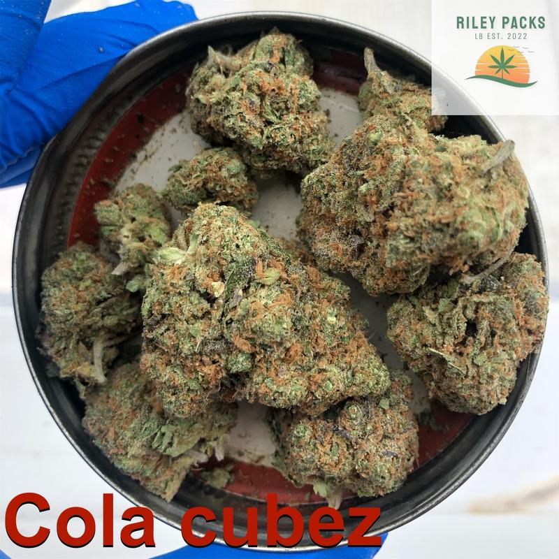 Gelato 41 (Sunset sherb x Thin Mint Cookies)