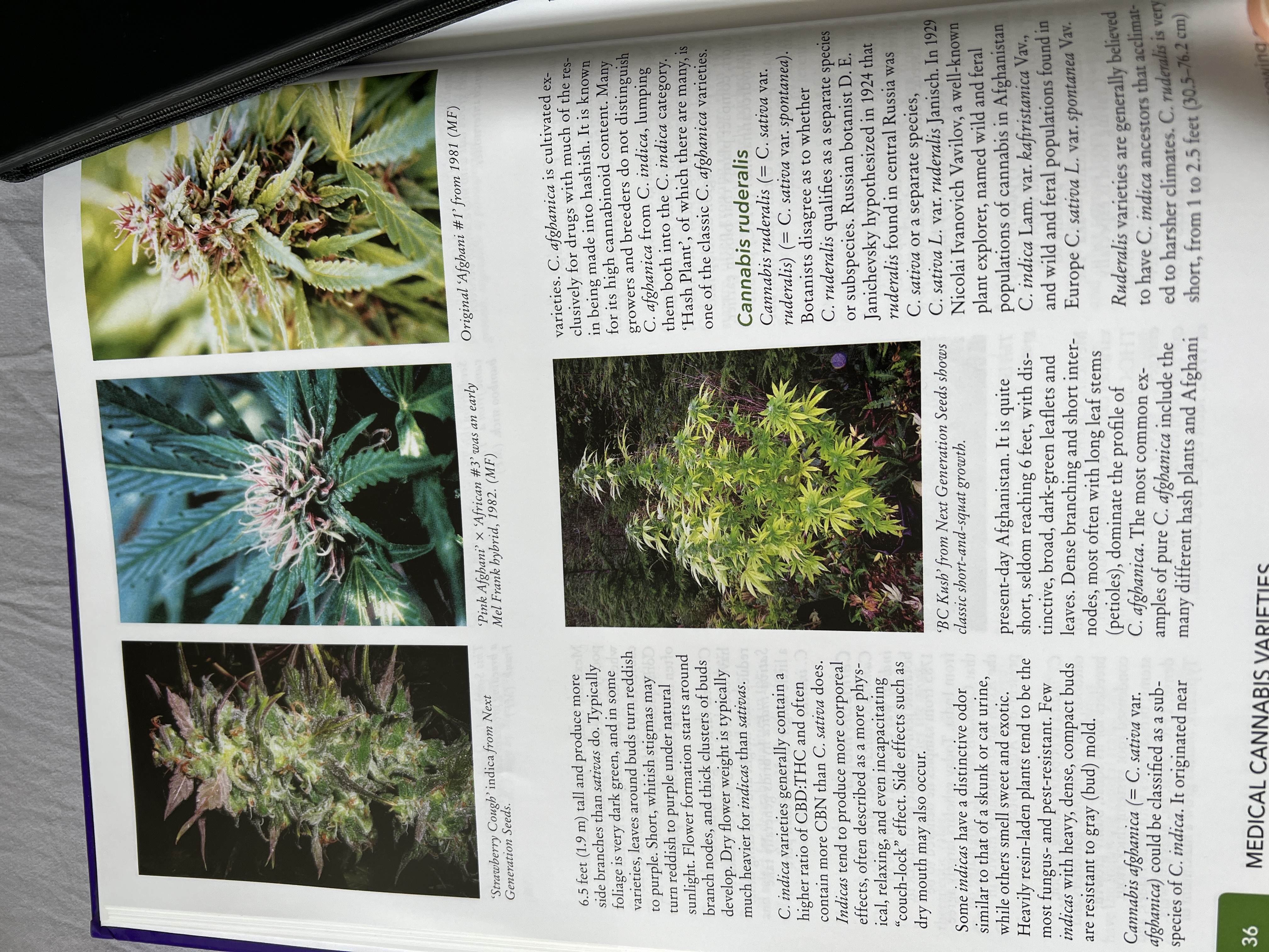 The Cannabis Encyclopaedia by J.C