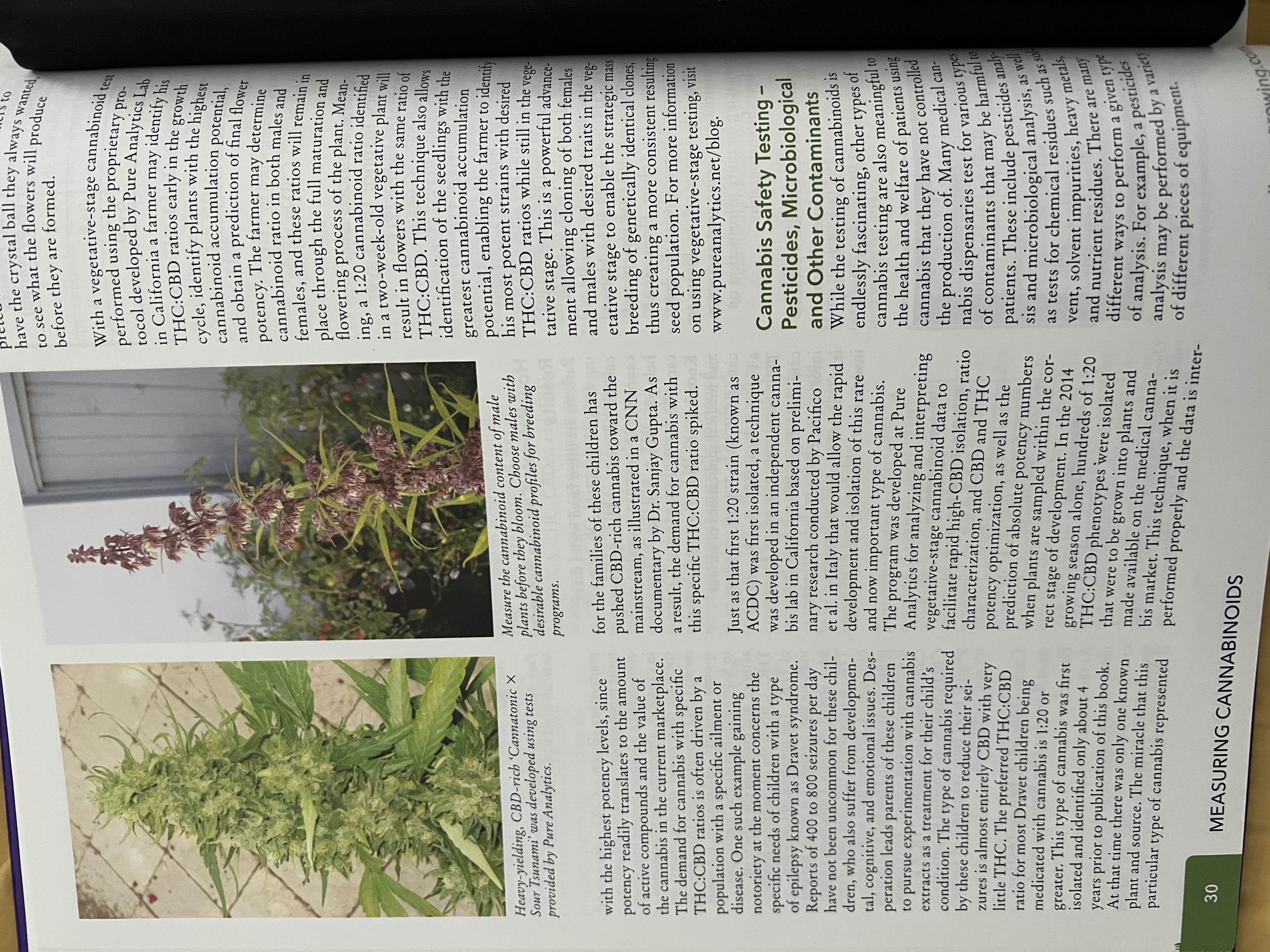 The Cannabis Encyclopaedia by J.C