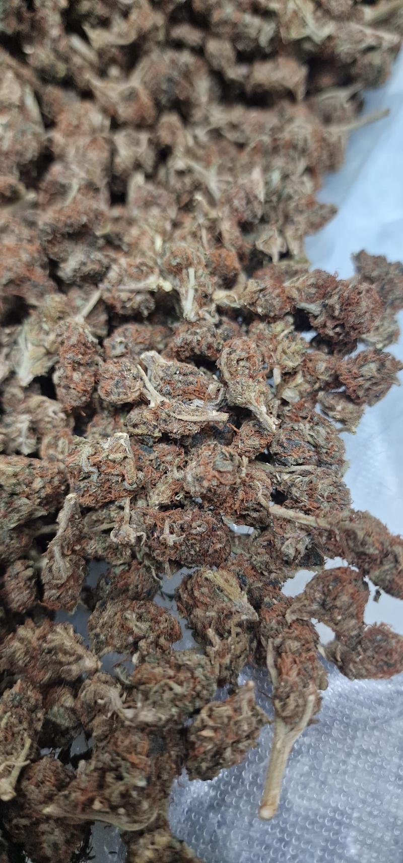 Introductory Stardog Smalls 🐩