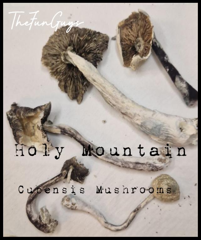 Holy Mountain Cubensis