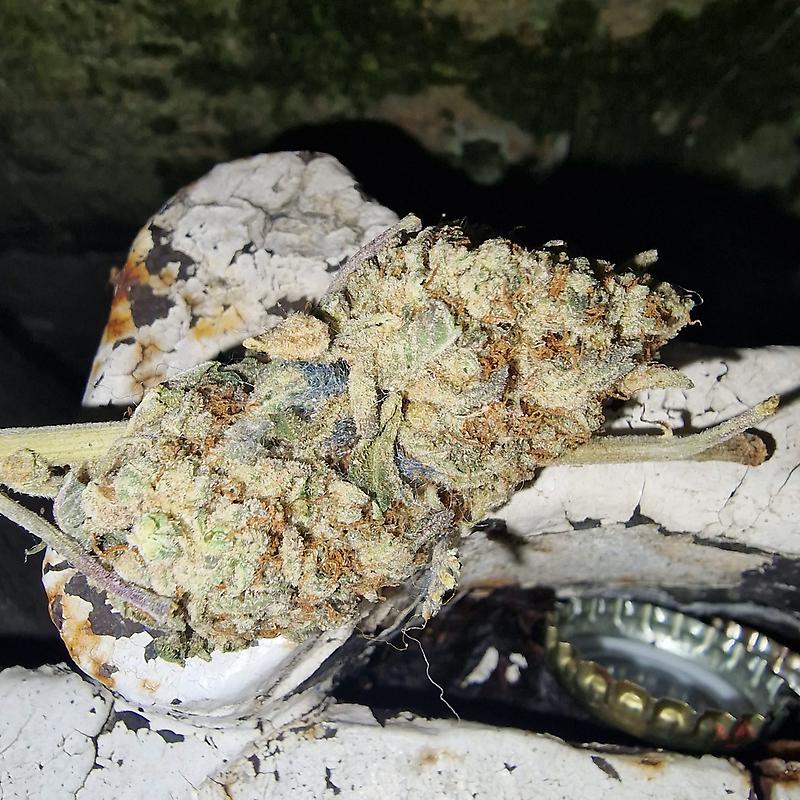 Purple Cookies 😈🍪