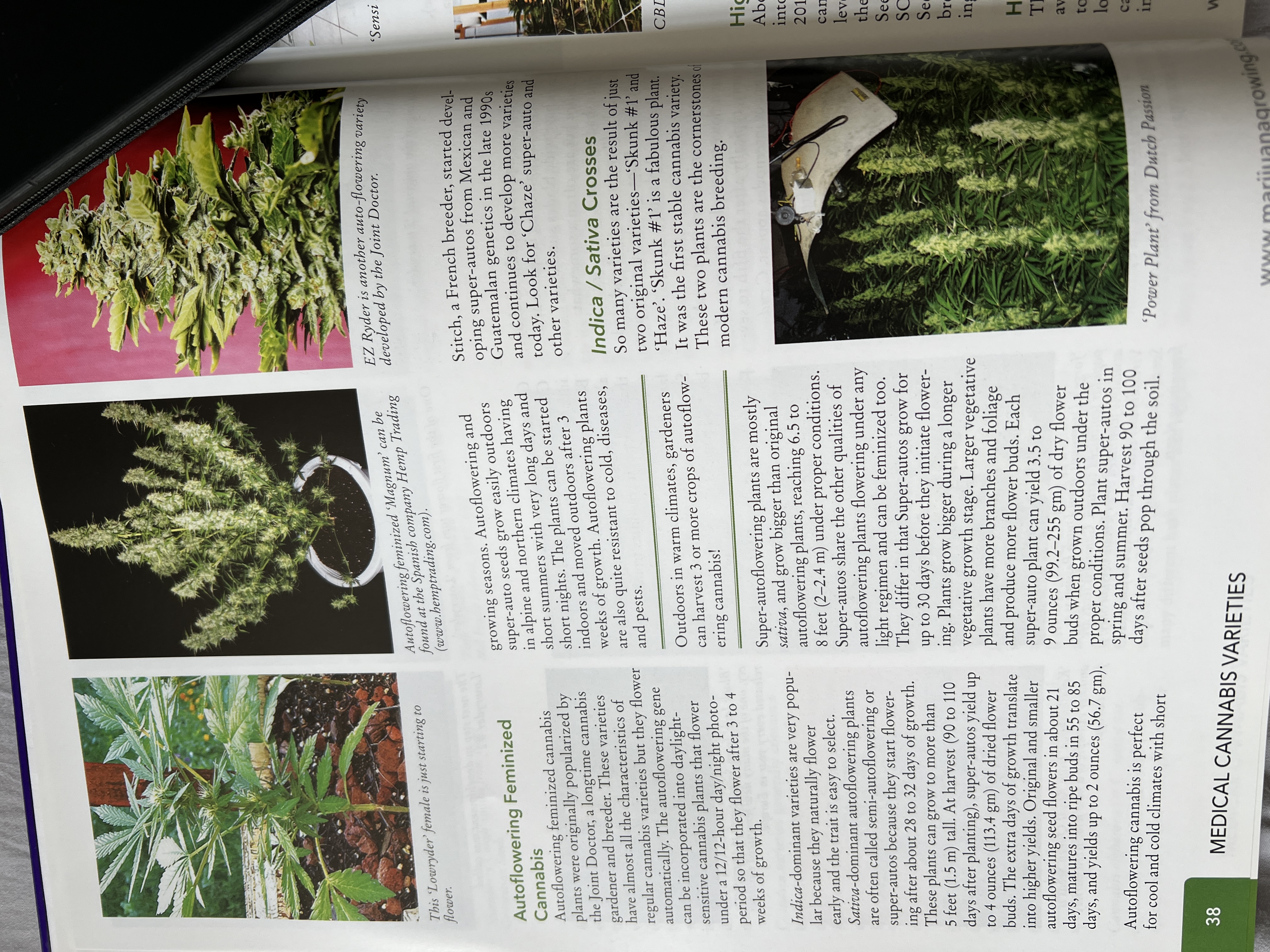 The Cannabis Encyclopaedia by J.C