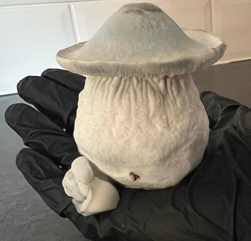 Magic Mushrooms: Yeti