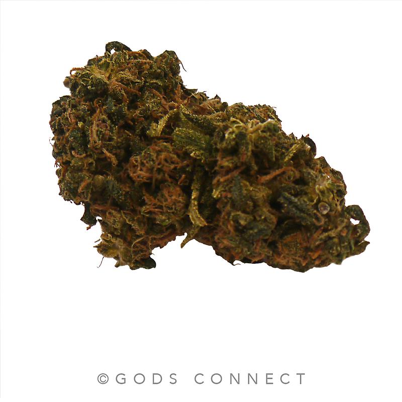 Disciple: Mint ChocChip- Sinmint Cookies X Green Ribbon