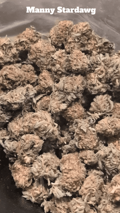 MANNY STARDAWG ⭐🐶