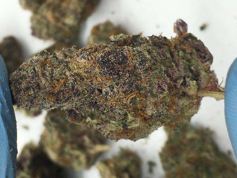 LEMON CHERRY GELATO BY BACKPACKOYZ 3.5 GRAMS!