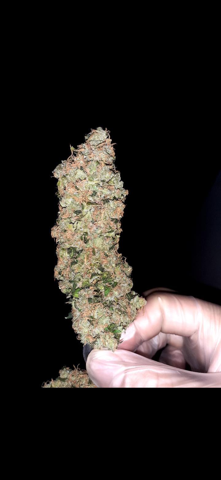 AMAZING HAZE by amsterdam genetics