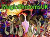 MagicShroomsUK