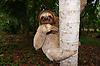 SlothVibes