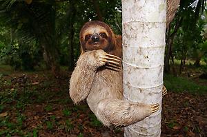 SlothVibes