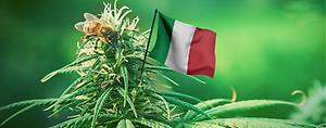 [cannabis online italia]
