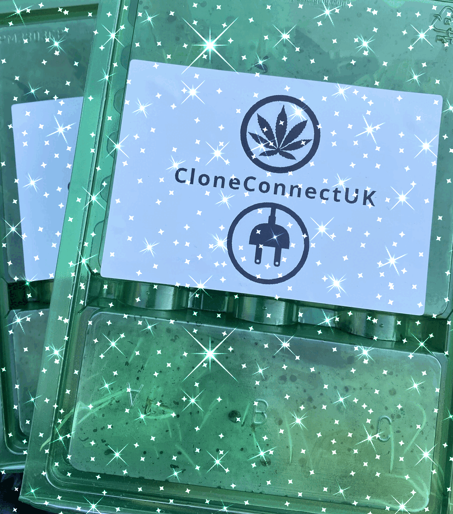 CloneConnect