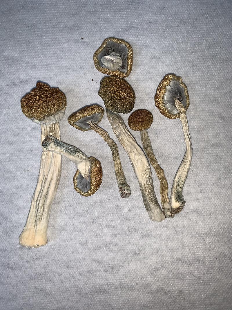 shroomsgrow